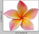 Frangipani Plumeria Flower White Wall Decal