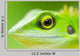 Up Green Lizard Wall Decal