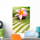 Beautiful Frangipani Wall Decal