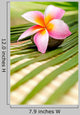 Beautiful Frangipani Wall Decal