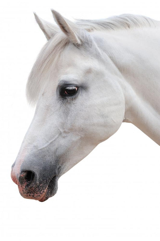 Arabian Stallion White Wall Decal