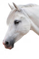 Arabian Stallion White Wall Decal