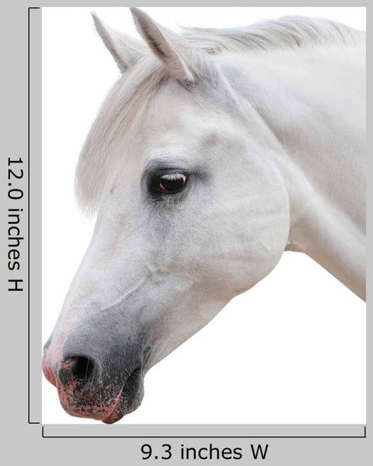 Arabian Stallion White Wall Decal