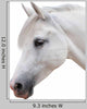 Arabian Stallion White Wall Decal