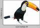 Toucan Wall Decal
