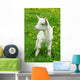 Little White Goat Wall Decal