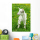 Little White Goat Wall Decal