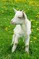 Little White Goat Wall Decal