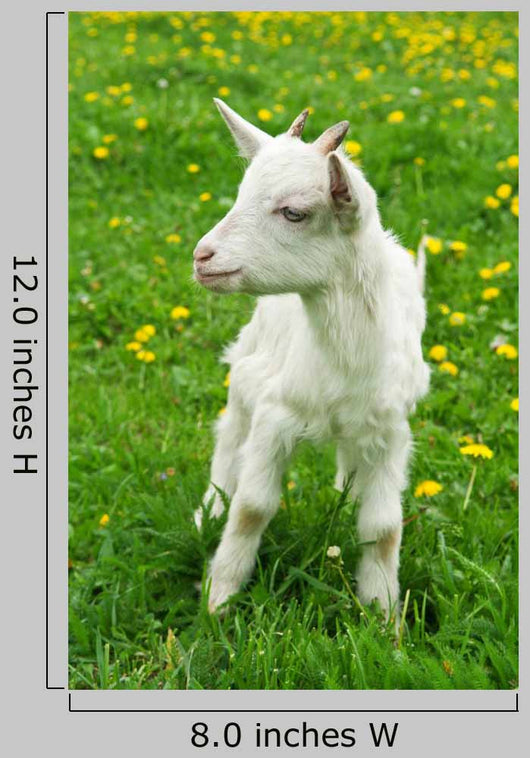 Little White Goat Wall Decal