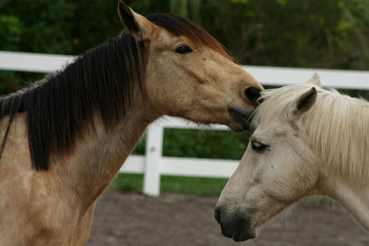 Horse Kisses Wall Decal