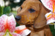 Dachshund Puppy Lillies Wall Decal