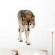 Wolf over White Wall Decal