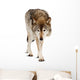 Wolf over White Wall Decal