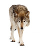 Wolf over White Wall Decal