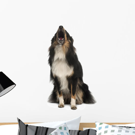 Shetland Sheepdog Wall Decal