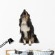 Shetland Sheepdog Wall Decal