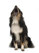 Shetland Sheepdog Wall Decal