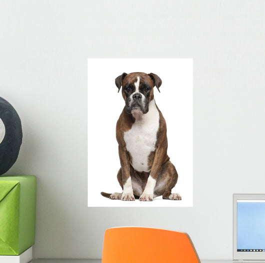 Boxer Sitting against White Wall Decal