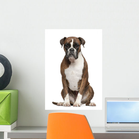 Boxer Sitting against White Wall Decal