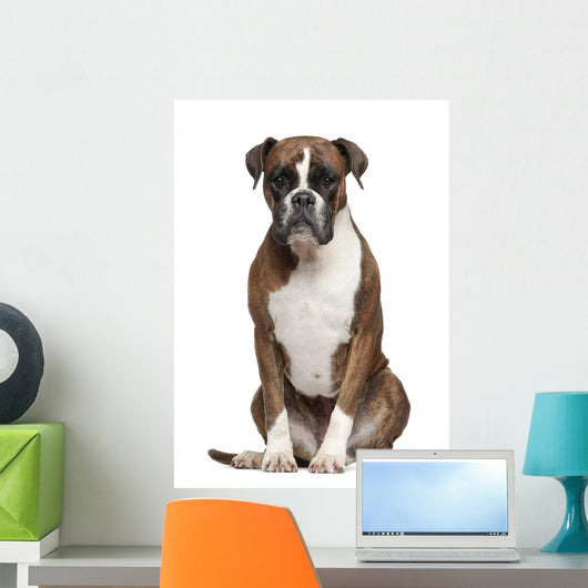 Boxer Sitting against White Wall Decal