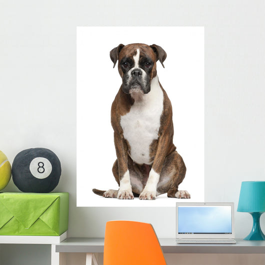 Boxer Sitting against White Wall Decal