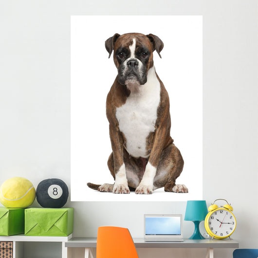 Boxer Sitting against White Wall Decal