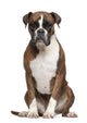 Boxer Sitting against White Wall Decal
