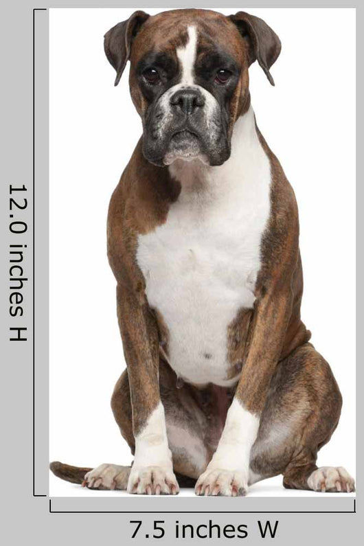 Boxer Sitting against White Wall Decal