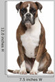 Boxer Sitting against White Wall Decal