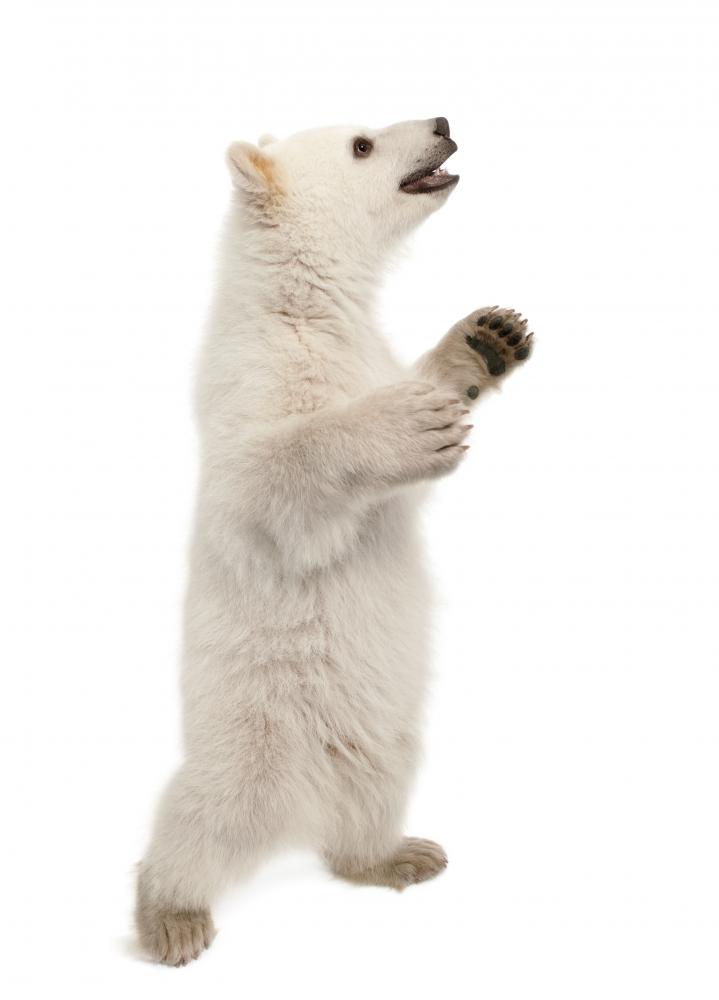 Polar Bear Cub Standing on Hind Legs Wall Decal Polar Bear Cub Standing on Hind Legs Wall Decal