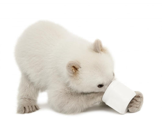 Polar Bear Cub with Plastic Jar Wall Decal