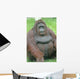 Orangutan Wall Decal
