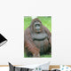 Orangutan Wall Decal