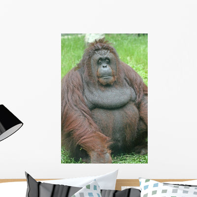 Orangutan Wall Decal shown on a wall