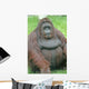 Orangutan Wall Decal
