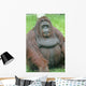Orangutan Wall Decal