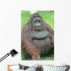 Orangutan Wall Decal