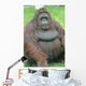 Orangutan Wall Decal