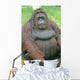 Orangutan Wall Decal
