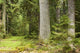 European Mixed Forest Wall Decal