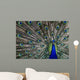 Peacock Wall Mural