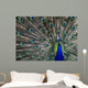 Peacock Wall Mural