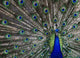 Peacock Wall Mural