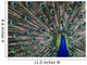 Peacock Wall Mural