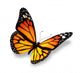 Yellow-orange Butterfly Wall Decal