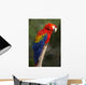 Macaw or Red Macaw Wall Decal