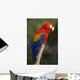 Macaw or Red Macaw Wall Decal