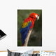 Macaw or Red Macaw Wall Decal