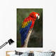 Macaw or Red Macaw Wall Decal