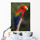 Macaw or Red Macaw Wall Decal
